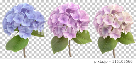 Hydrangeas of various colors on white background 115105566