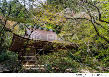 奈良 室生寺 新緑に包まれた国宝本堂 奈良 室生寺 新緑に包まれた国宝本堂 115105684