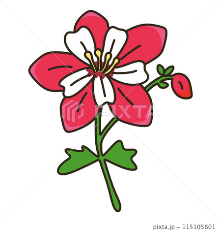 オダマキ 115105801