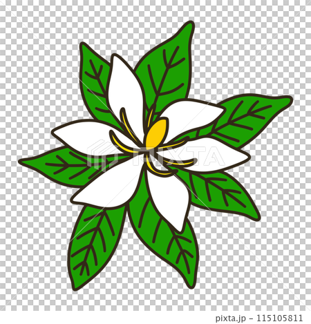 Gardenia Gardenia 115105811