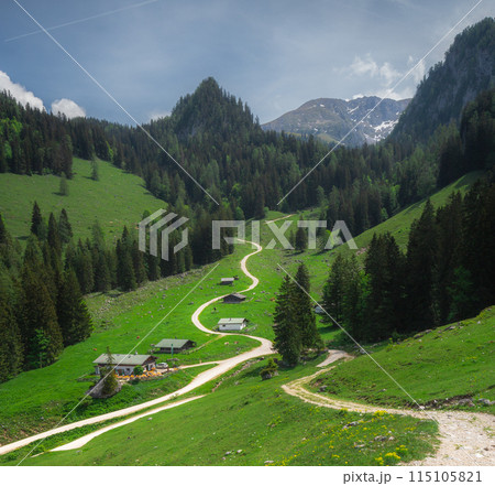 Alpine meadow with cows and rustic houses in Berchtesgaden National Park 115105821