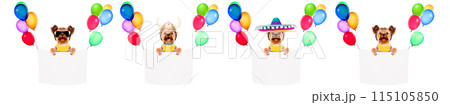 Funny cute dogs holding empty banner with balloons Funny cute dogs holding empty banner with balloons 115105850