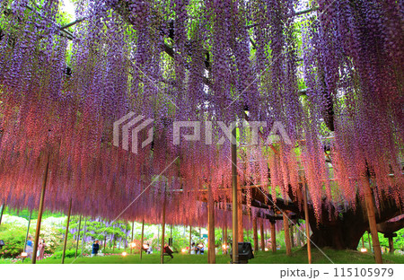 ライトアップされた満開の大藤 115105979