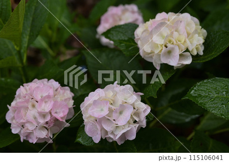 近所の神社の紫陽花 115106041
