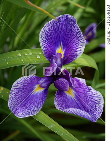 青い花菖蒲の花 青い花菖蒲の花 115106163