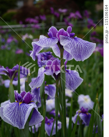 紫色の花菖蒲の花 紫色の花菖蒲の花 115106164