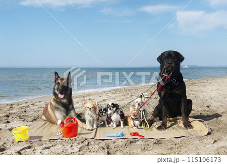 chihuahuas, malinois , rottweiller and beach chihuahuas, malinois , rottweiller and beach 115106173