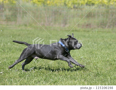 staffordshire bull terrier training 115106198