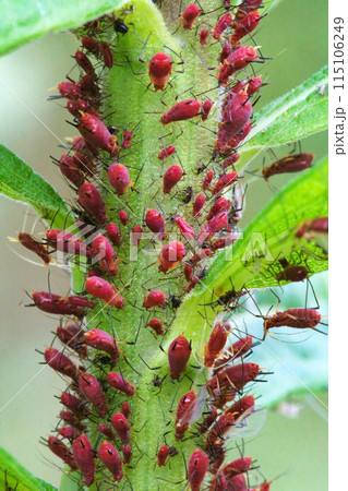 セイタカアワダチソウに寄生するセイタカアワダチソウヒゲナガアブラムシ セイタカアワダチソウに寄生するセイタカアワダチソウヒゲナガアブラムシ 115106249