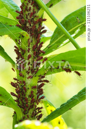 セイタカアワダチソウに寄生するセイタカアワダチソウヒゲナガアブラムシ セイタカアワダチソウに寄生するセイタカアワダチソウヒゲナガアブラムシ 115106251