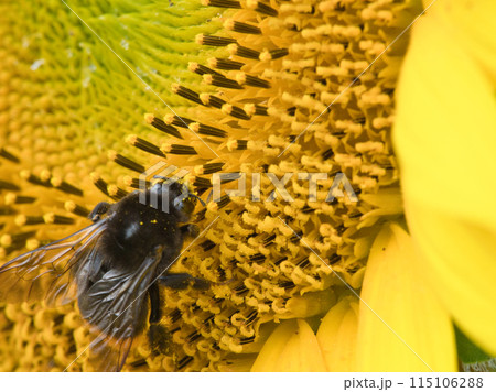 ひまわりの蜜を集めるクロマルハナバチ ひまわりの蜜を集めるクロマルハナバチ 115106288