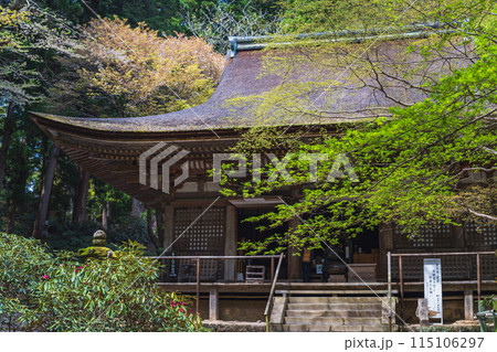 奈良 室生寺 新緑に包まれた国宝本堂 115106297
