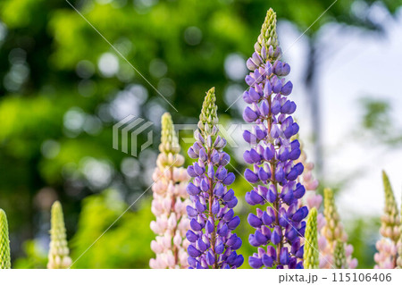ルピナスの季節 ルピナスの季節 115106406