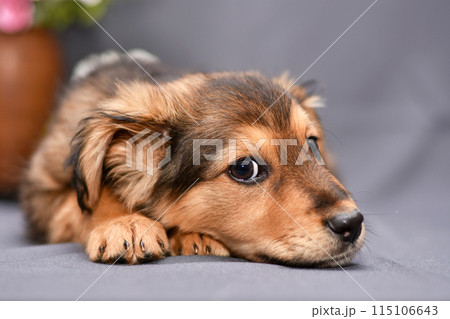 portrait of a little cute puppy on a gray background close up 115106643