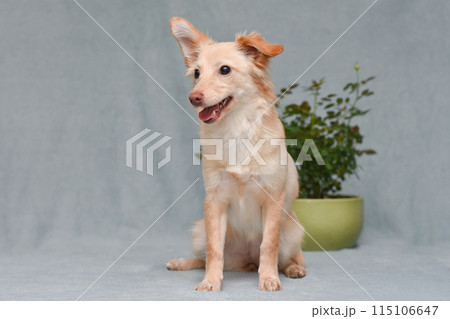 redhead dog on a gray background with flowers in the background redhead dog on a gray background with flowers in the background 115106647