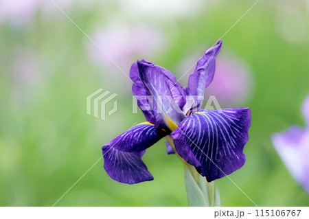色とりどりに咲き人々の心を癒し続ける菖蒲の花たち 色とりどりに咲き人々の心を癒し続ける菖蒲の花たち 115106767