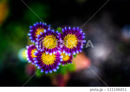 可愛らしい冬の菊の花～咲いた～ 115106851