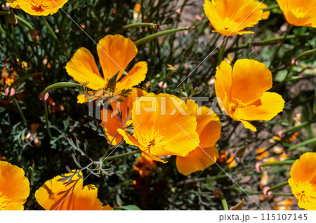 Blooming orange field poppy in a green grass Blooming orange field poppy in a green grass 115107145