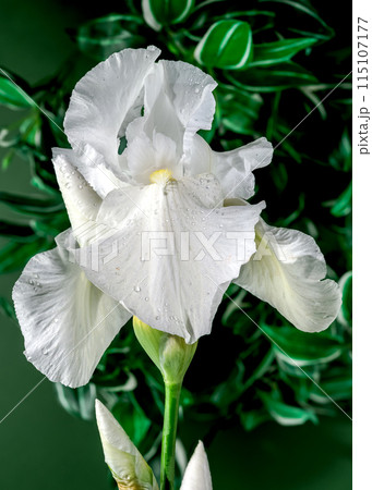 Blooming white iris Immortality on a green background 115107177