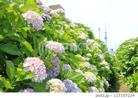 旧中川水辺公園の紫陽花　 115107224