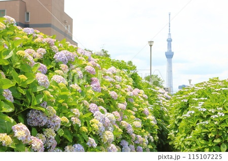 旧中川水辺公園の紫陽花　 115107225