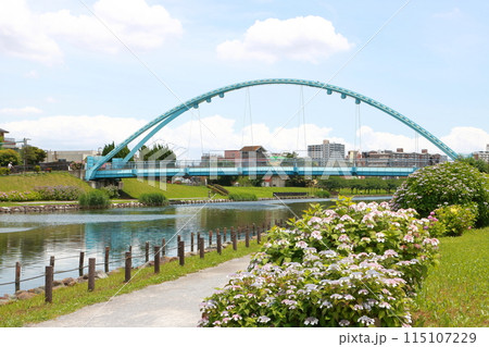 旧中川水辺公園の紫陽花 ふれあい橋 旧中川水辺公園の紫陽花 ふれあい橋 115107229