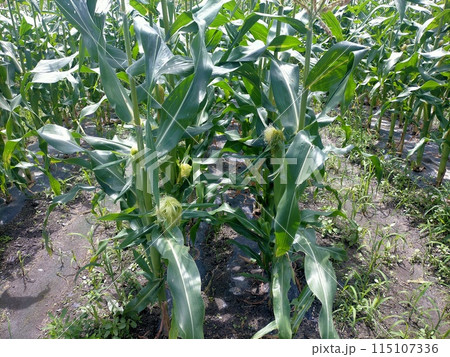 トウモロコシ畑 トウモロコシ畑 115107336