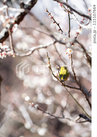 紅梅の中のウメジロー 115107664