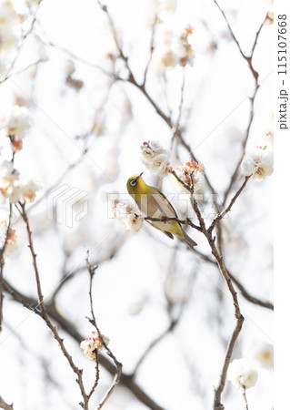 白梅とウメジロー 115107668