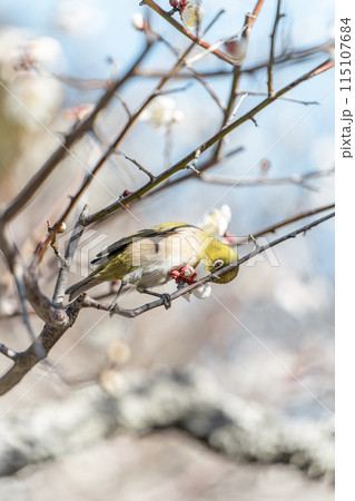 蜜を吸うウメジロー 115107684