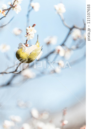 青空とウメジロー 115107688