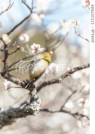 蜜を吸う長谷寺のウメジロー 115107689