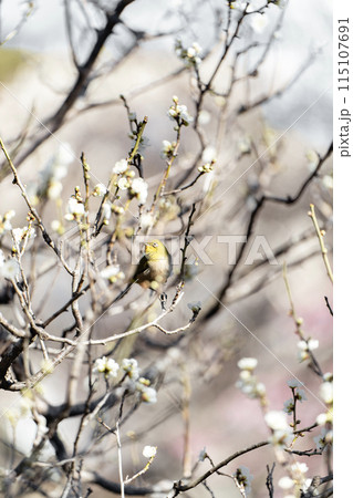 長谷寺のウメジロー 長谷寺のウメジロー 115107691