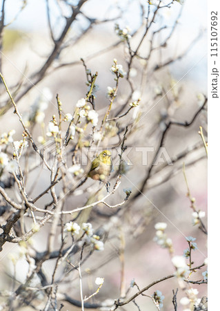 長谷寺のウメジロー 115107692