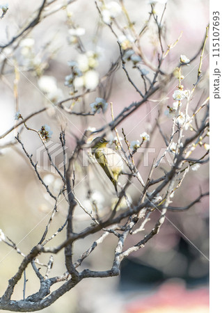 長谷寺のウメジロー 115107693