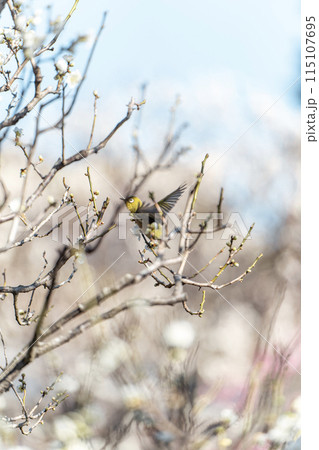 紅梅の中の羽ばたくウメジロー 紅梅の中の羽ばたくウメジロー 115107695