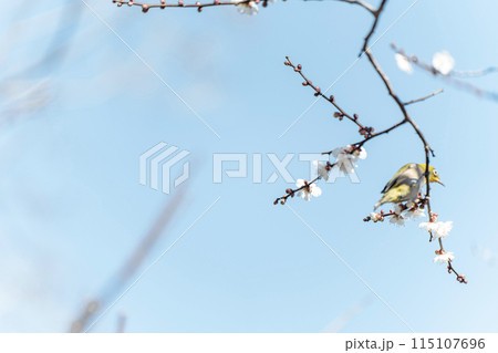 青空とウメジロー 115107696