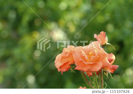 バラ園でみた花 バラ園でみた花 115107826