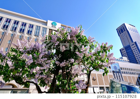 札幌市のシンボルの木「ライラック」と札幌駅周辺の風景 札幌市のシンボルの木「ライラック」と札幌駅周辺の風景 115107928