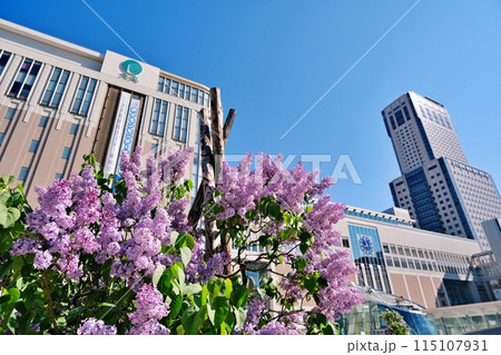 札幌市のシンボルの木「ライラック」と札幌駅周辺の風景 115107931