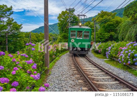 あじさい咲く　箱根登山鉄道 115108173