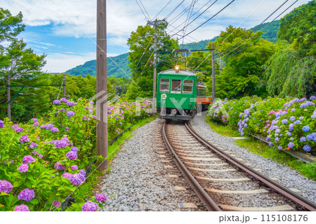 あじさい咲く 箱根登山鉄道 あじさい咲く 箱根登山鉄道 115108176