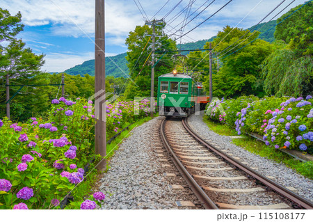 あじさい咲く　箱根登山鉄道 115108177