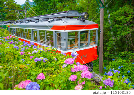 あじさい咲く　箱根登山鉄道 115108180