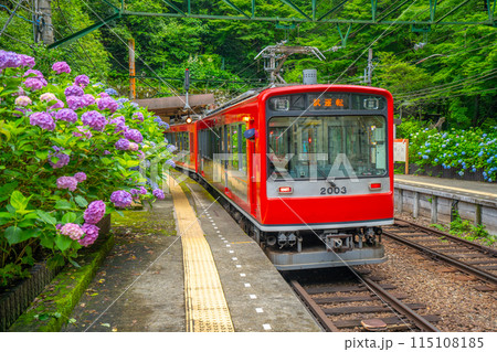 あじさい咲く 箱根登山鉄道 あじさい咲く 箱根登山鉄道 115108185
