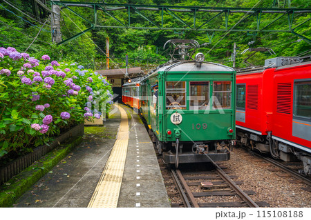 あじさい咲く　箱根登山鉄道 115108188