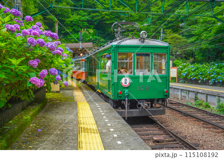 あじさい咲く 箱根登山鉄道 あじさい咲く 箱根登山鉄道 115108192