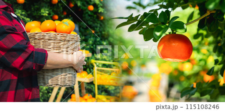 Oranges fresh in mandarin orange plantation 115108246
