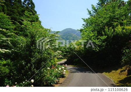 緑の散歩道 緑の散歩道 115108626