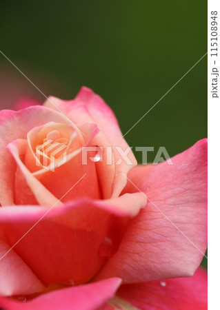 美しいピンクのバラ 初夏の風景 美しいピンクのバラ 初夏の風景 115108948